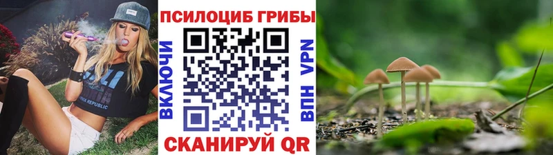 Купить где  Заполярный  Галлюциногенные грибы Psilocybine cubensis 